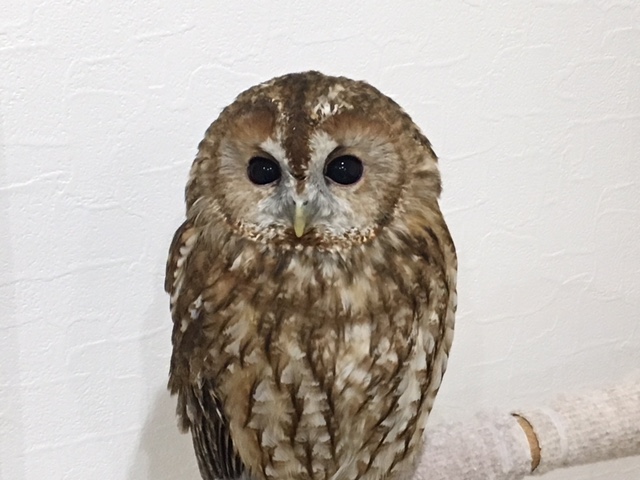 ふくろうのいる森カフェ ブログ 龍門整体療法院